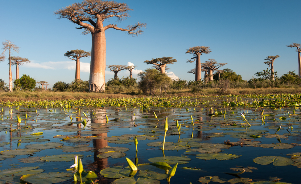 luxury African safari