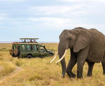 Luxury Safari Lodges in South Africa: Where to Stay for an Unmatched Experience