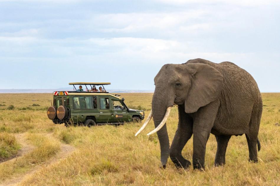 South Africa safari tours
