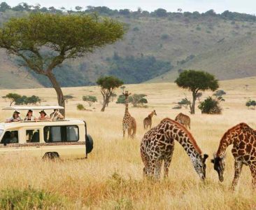 How Southern Africa’s Safari Destinations Reveal Nature’s Majesty Through Authentic Wildlife Encounters