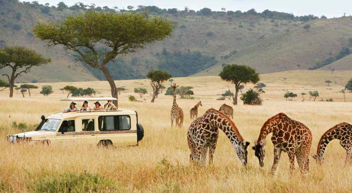 How Southern Africa’s Safari Destinations Reveal Nature’s Majesty Through Authentic Wildlife Encounters